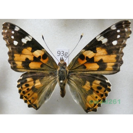 Vanessa cardui (Linnaeus, 1758) Rusałka osetnik Poland93g
